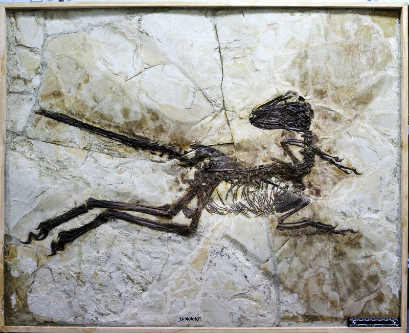 Zhenyuanlong—one of the most exquisite dinosaur fossils ever discovered.